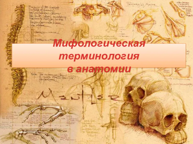 Мифологическая терминология в анатомии