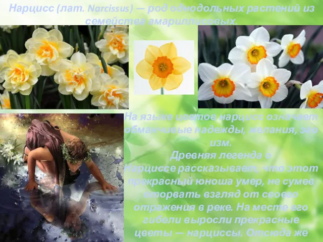 Нарцисс (лат. Narcissus) — род однодольных растений из семейства амариллисовых.