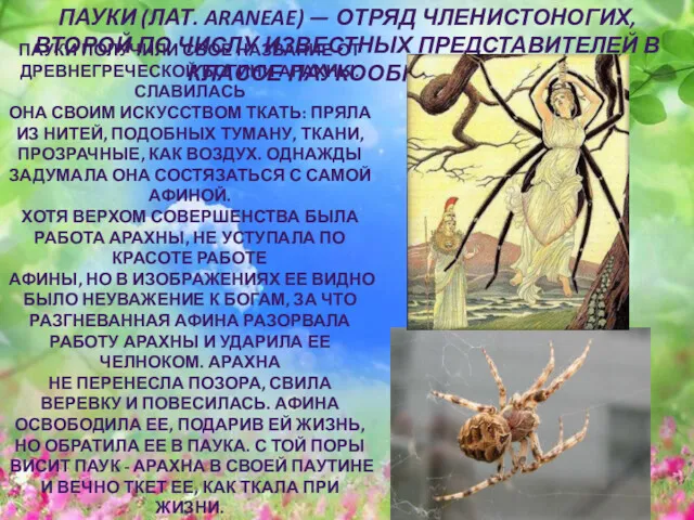 ПАУКИ (ЛАТ. ARANEAE) — ОТРЯД ЧЛЕНИСТОНОГИХ, ВТОРОЙ ПО ЧИСЛУ ИЗВЕСТНЫХ