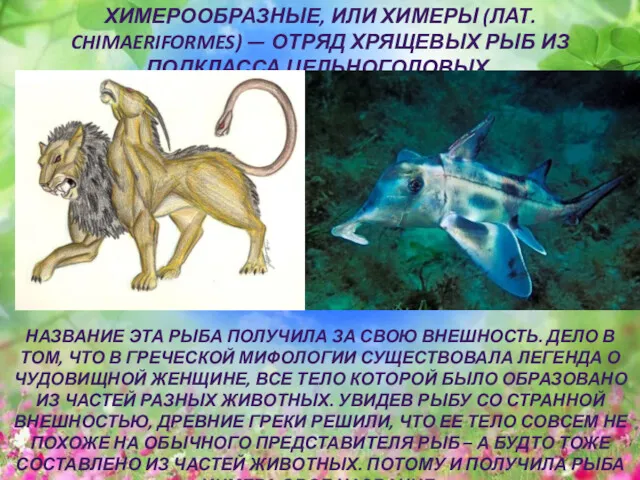 ХИМЕРООБРАЗНЫЕ, ИЛИ ХИМЕРЫ (ЛАТ. CHIMAERIFORMES) — ОТРЯД ХРЯЩЕВЫХ РЫБ ИЗ