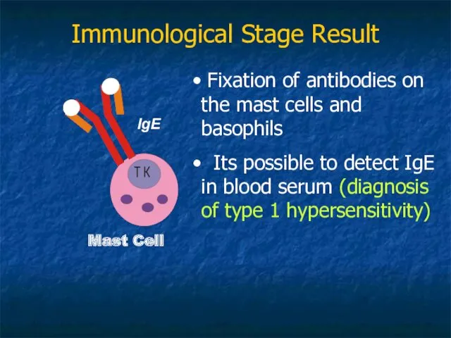 Immunological Stage Result Mast Cell Fixation of antibodies on the