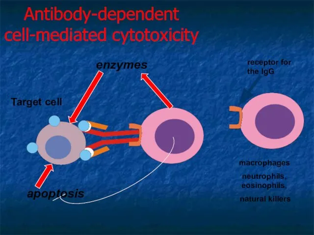 Antibody-dependent cell-mediated cytotoxicity enzymes macrophages neutrophils, eosinophils, natural killers