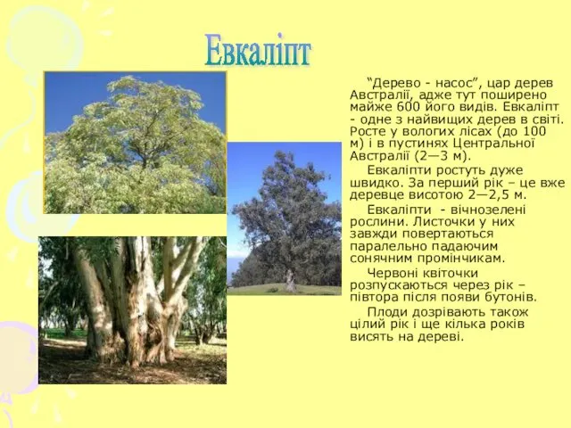 Евкаліпт “Дерево - насос”, цар дерев Австралії, адже тут поширено
