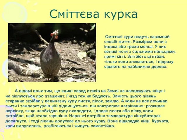 Сміттєва курка Сміттєві кури ведуть наземний спосіб життя. Розміром вони