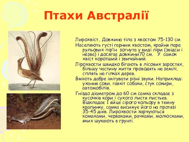 Птахи Австралії Лирохвіст. Довжина тіла з хвостом 75-130 см Населяють