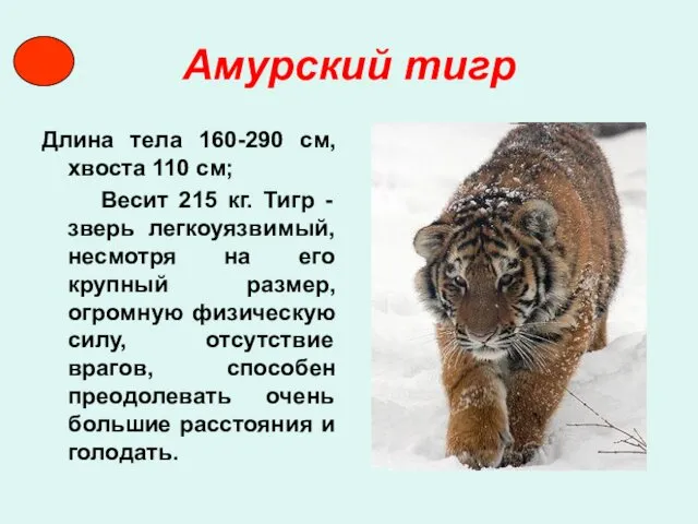Амурский тигр Длина тела 160-290 см, хвоста 110 см; Весит