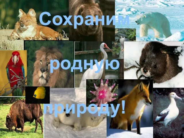 сохсох Сохраним родную природу!