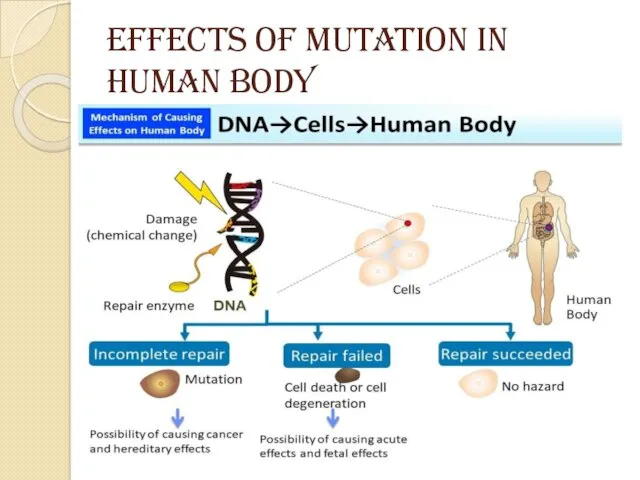 EFFECTS OF MUTATION IN HUMAN BODY