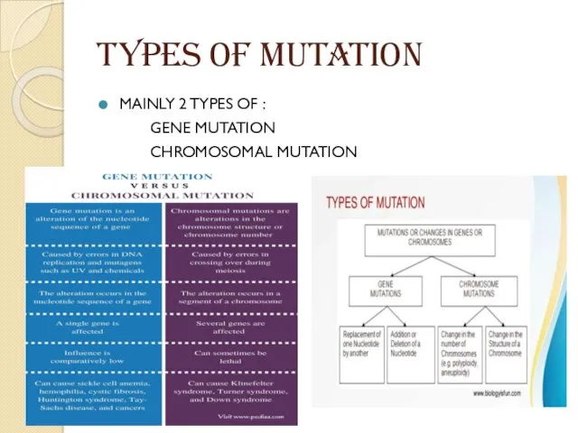 Types of mutation MAINLY 2 TYPES OF : GENE MUTATION CHROMOSOMAL MUTATION