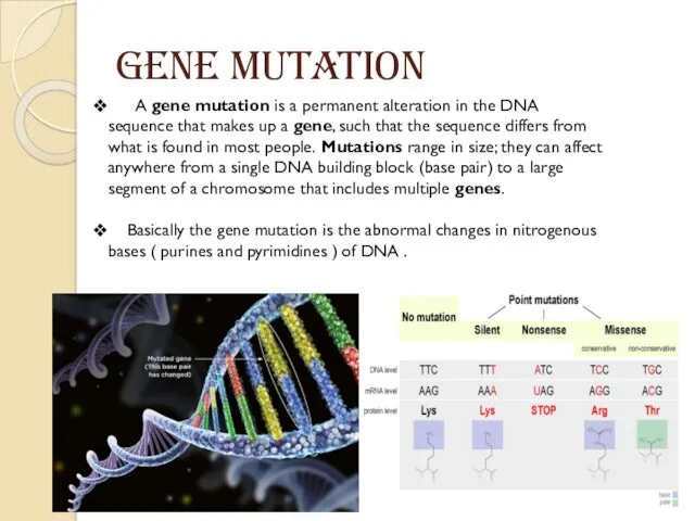 GENE MUTATION A gene mutation is a permanent alteration in the DNA sequence