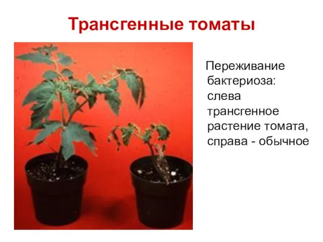 Трансгенные томаты Переживание бактериоза: слева трансгенное растение томата, справа - обычное