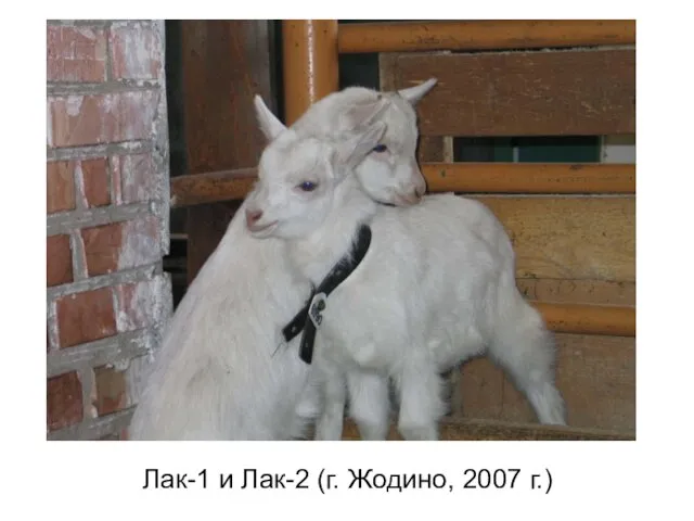 Лак-1 и Лак-2 (г. Жодино, 2007 г.)