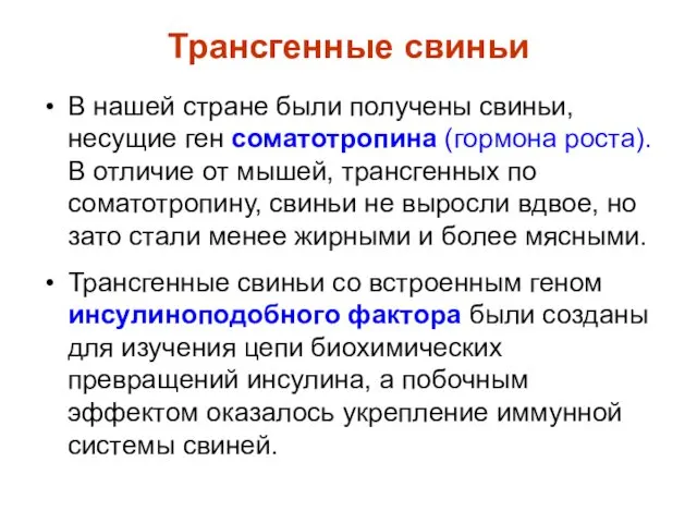 Трансгенные свиньи В нашей стране были получены свиньи, несущие ген