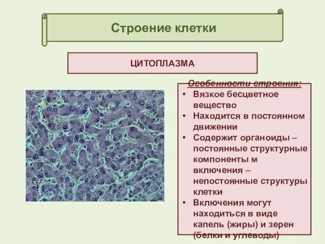 Строение клетки ЦИТОПЛАЗМА Особенности строения: Вязкое бесцветное вещество Находится в