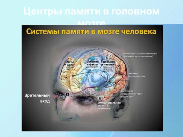 Центры памяти в головном мозге