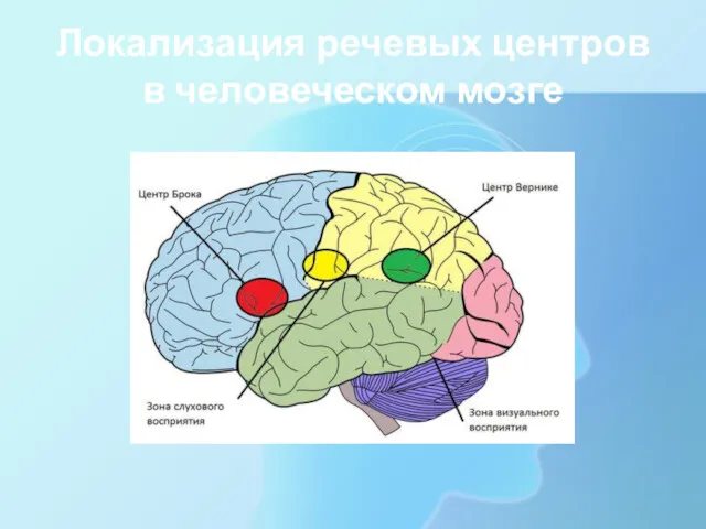 Локализация речевых центров в человеческом мозге