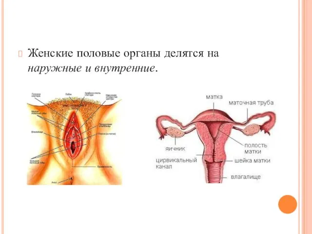 Женские половые органы делятся на наружные и внутренние.