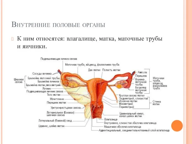 Внутренние половые органы К ним относятся: влагалище, матка, маточные трубы и яичники.