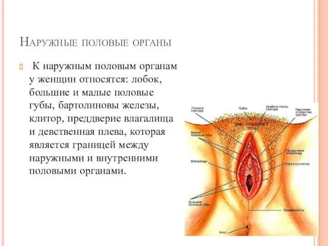 Наружные половые органы К наружным половым органам у женщин относятся: