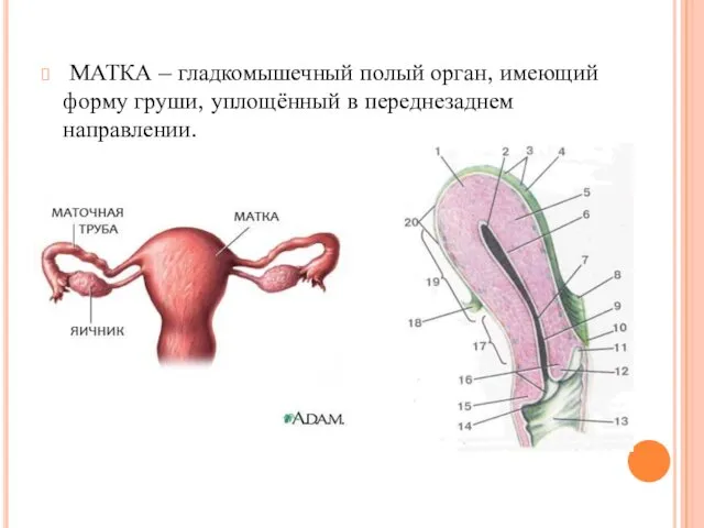 МАТКА – гладкомышечный полый орган, имеющий форму груши, уплощённый в переднезаднем направлении.