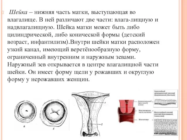 Шейка – нижняя часть матки, выступающая во влагалище. В ней