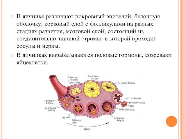 В яичнике различают покровный эпителий, белочную оболочку, корковый слой с