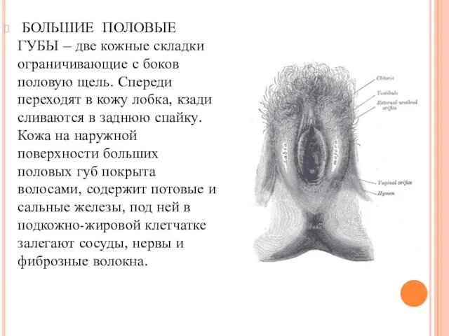 БОЛЬШИЕ ПОЛОВЫЕ ГУБЫ – две кожные складки ограничивающие с боков