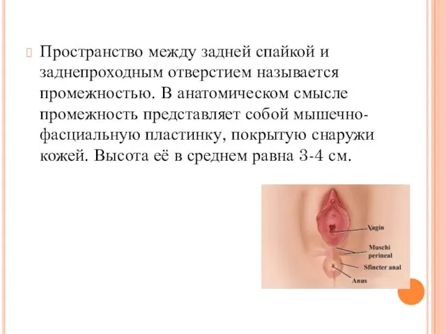 Пространство между задней спайкой и заднепроходным отверстием называется промежностью. В