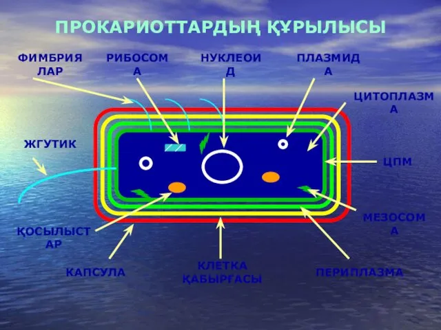 ПРОКАРИОТТАРДЫҢ ҚҰРЫЛЫСЫ КАПСУЛА КЛЕТКА ҚАБЫРҒАСЫ ПЕРИПЛАЗМА ЦПМ НУКЛЕОИД ПЛАЗМИДА РИБОСОМА МЕЗОСОМА ФИМБРИЯЛАР ЖГУТИК ҚОСЫЛЫСТАР ЦИТОПЛАЗМА