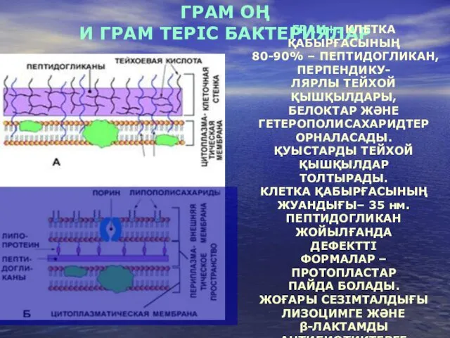 ГРАМ ОҢ И ГРАМ ТЕРІС БАКТЕРИЯЛАР ГРАМ+: КЛЕТКА ҚАБЫРҒАСЫНЫҢ 80-90%