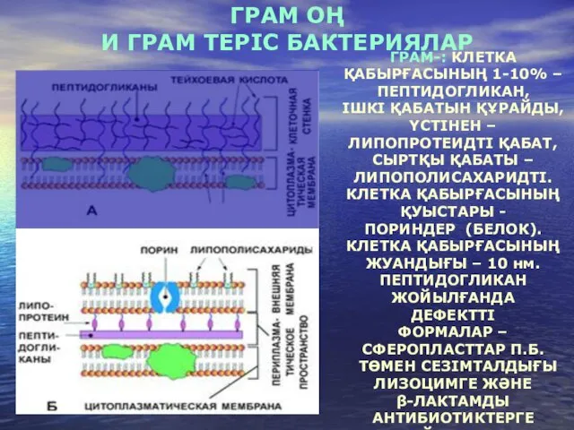 ГРАМ ОҢ И ГРАМ ТЕРІС БАКТЕРИЯЛАР ГРАМ-: КЛЕТКА ҚАБЫРҒАСЫНЫҢ 1-10%