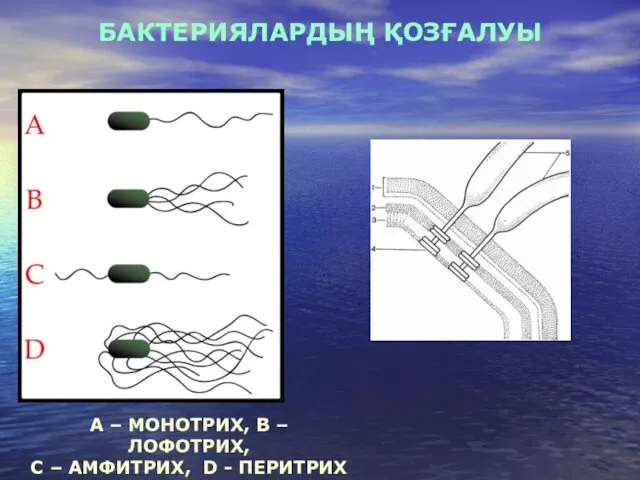 БАКТЕРИЯЛАРДЫҢ ҚОЗҒАЛУЫ А – МОНОТРИХ, В – ЛОФОТРИХ, C – АМФИТРИХ, D - ПЕРИТРИХ