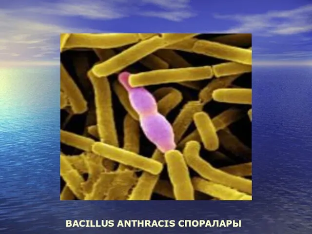 BACILLUS ANTHRACIS СПОРАЛАРЫ