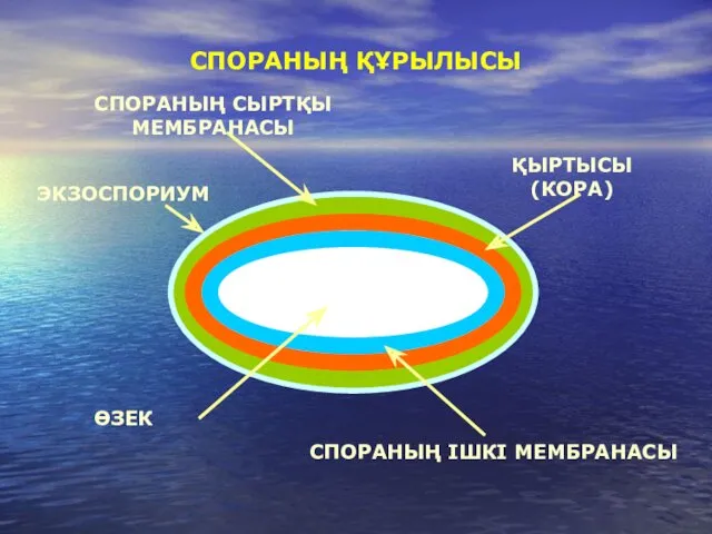 СПОРАНЫҢ ҚҰРЫЛЫСЫ ЭКЗОСПОРИУМ СПОРАНЫҢ СЫРТҚЫ МЕМБРАНАСЫ ҚЫРТЫСЫ (КОРА) СПОРАНЫҢ ІШКІ МЕМБРАНАСЫ ӨЗЕК