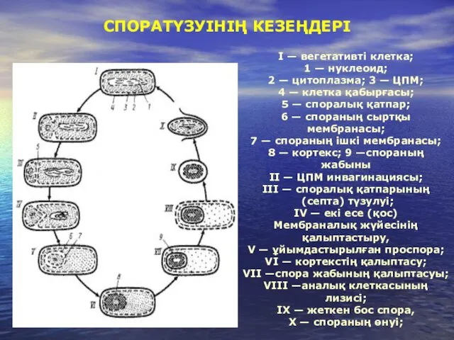 СПОРАТҮЗУІНІҢ КЕЗЕҢДЕРІ I — вегетативті клетка; 1 — нуклеоид; 2