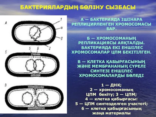 А — БАКТЕРИЯДА ІШІНАРА РЕПЛИЦИРЛЕНГЕН ХРОМОСОМАСЫ БАР. Б — ХРОМОСОМАНЫҢ