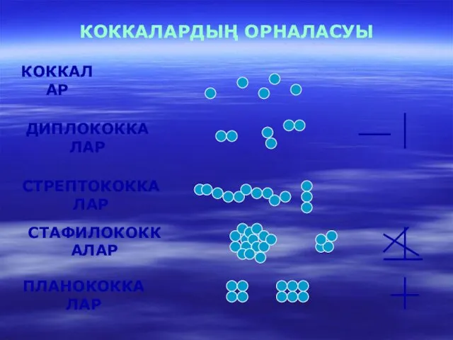 КОККАЛАРДЫҢ ОРНАЛАСУЫ КОККАЛАР ДИПЛОКОККАЛАР СТРЕПТОКОККАЛАР СТАФИЛОКОККАЛАР ПЛАНОКОККАЛАР