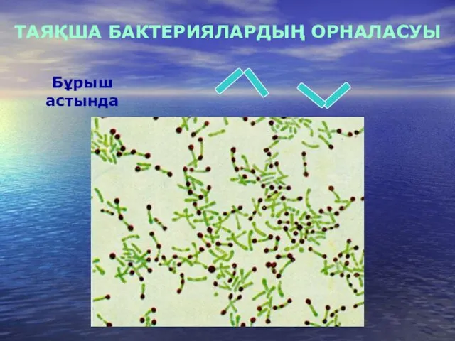 ТАЯҚША БАКТЕРИЯЛАРДЫҢ ОРНАЛАСУЫ Бұрыш астында