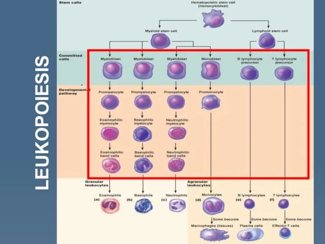 LEUKOPOIESIS