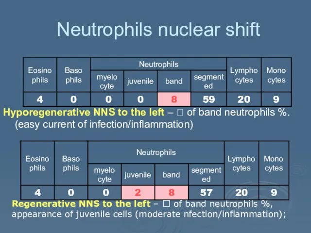 Neutrophils nuclear shift Hyporegenerative NNS to the left – ?