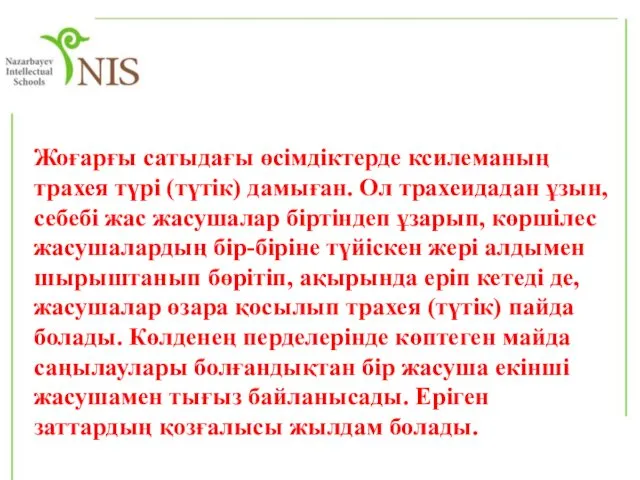 Жоғарғы сатыдағы өсімдіктерде ксилеманың трахея түрі (түтік) дамыған. Ол трахеидадан