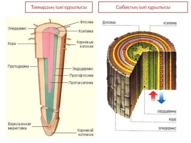 Тамырдың ішкі құрылысы Сабақтың ішкі құрылысы