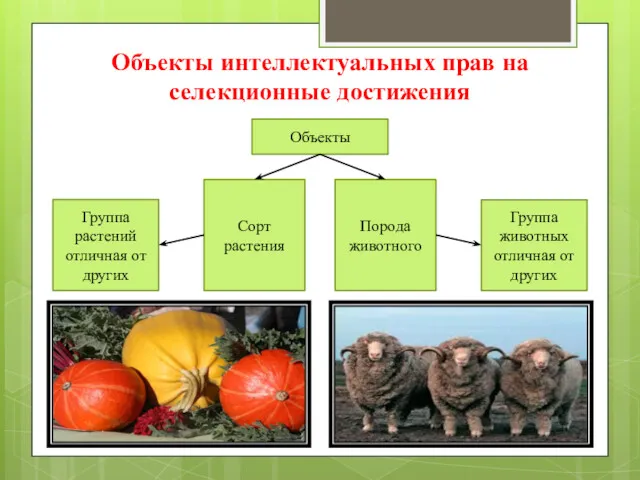 Объекты интеллектуальных прав на селекционные достижения Объекты Сорт растения Порода