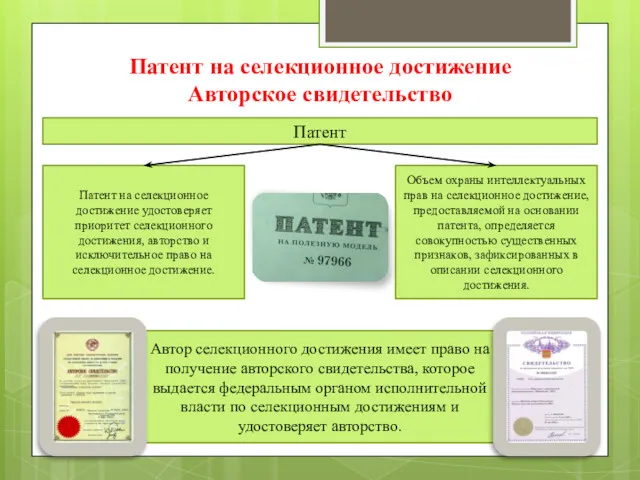 Патент на селекционное достижение Авторское свидетельство Патент на селекционное достижение