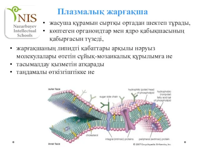 жасуша құрамын сыртқы ортадан шектеп тұрады, көптеген органоидтар мен ядро