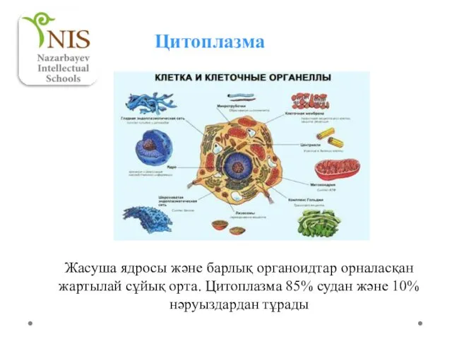 Цитоплазма Жасуша ядросы және барлық органоидтар орналасқан жартылай сұйық орта.