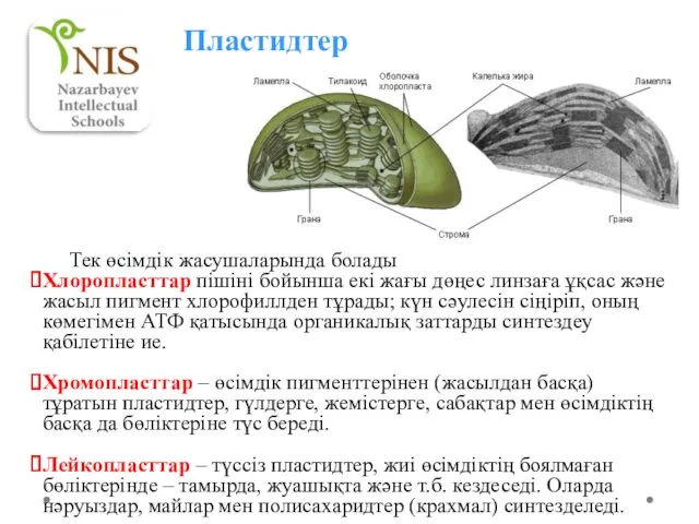 Пластидтер Тек өсімдік жасушаларында болады Хлоропласттар пішіні бойынша екі жағы