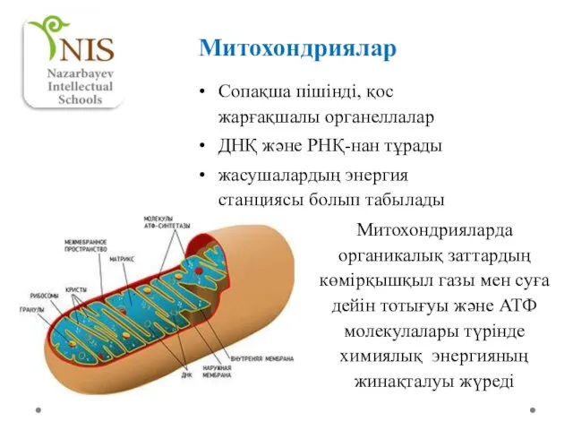 Митохондриялар Сопақша пішінді, қос жарғақшалы органеллалар ДНҚ және РНҚ-нан тұрады