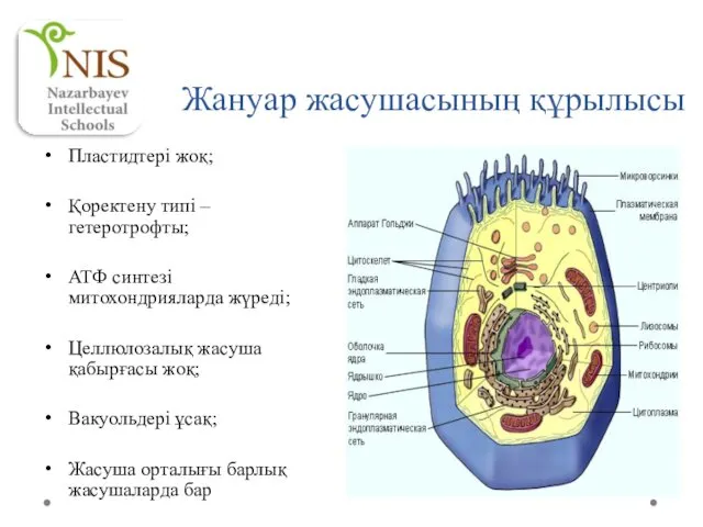 Жануар жасушасының құрылысы Пластидтері жоқ; Қоректену типі – гетеротрофты; АТФ