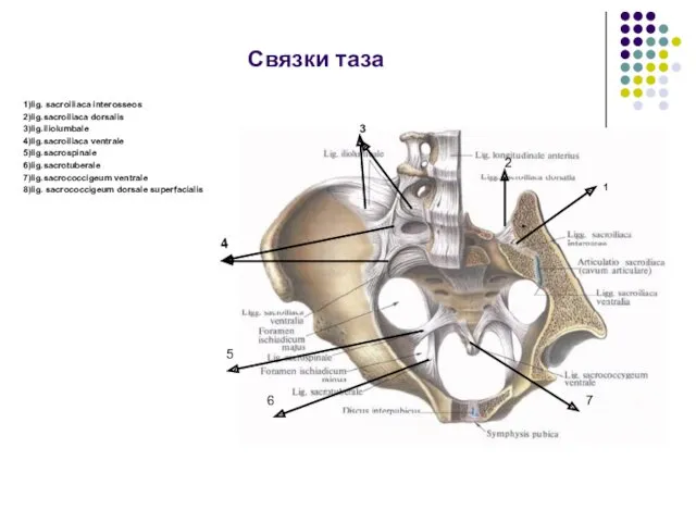 Связки таза 1)lig. sacroiliaca interosseos 2)lig.sacroiliaca dorsalis 3)lig.iliolumbale 4)lig.saсroiliaca ventrale